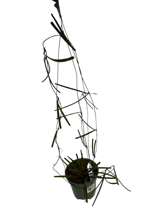 Hoya insularis long vine