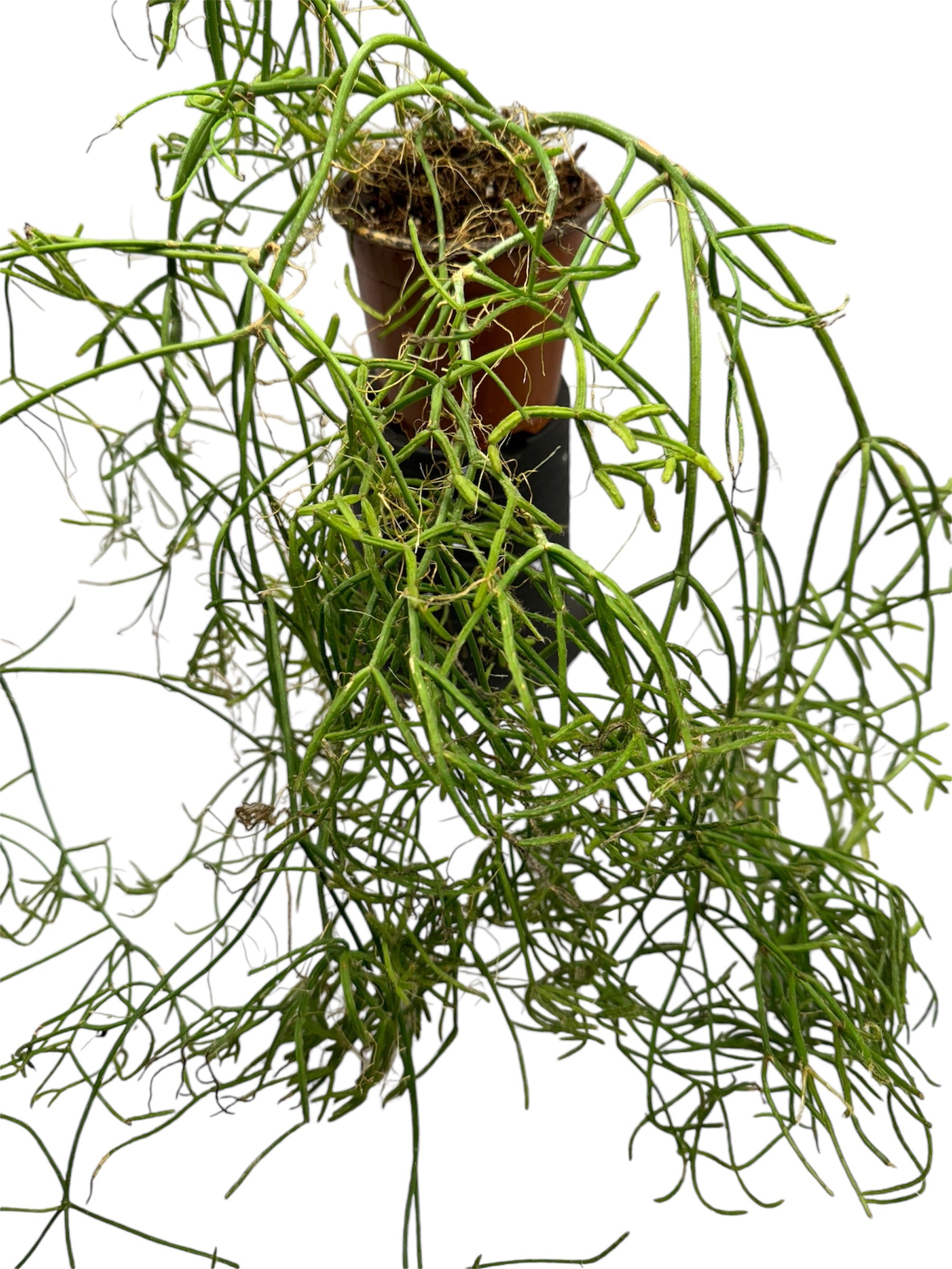 Rhipsalis cereuscula