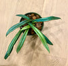 Microsorum thailandicum ( blue oil fern )