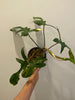 Philodendron Florida Beauty large