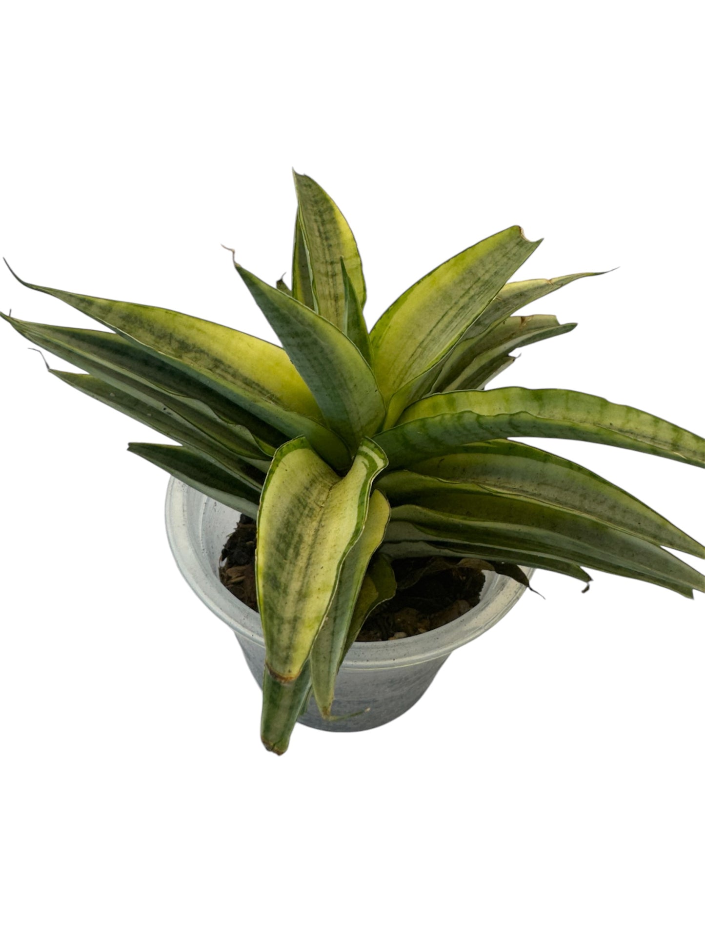 Sansevieria Gabriella White Variegated