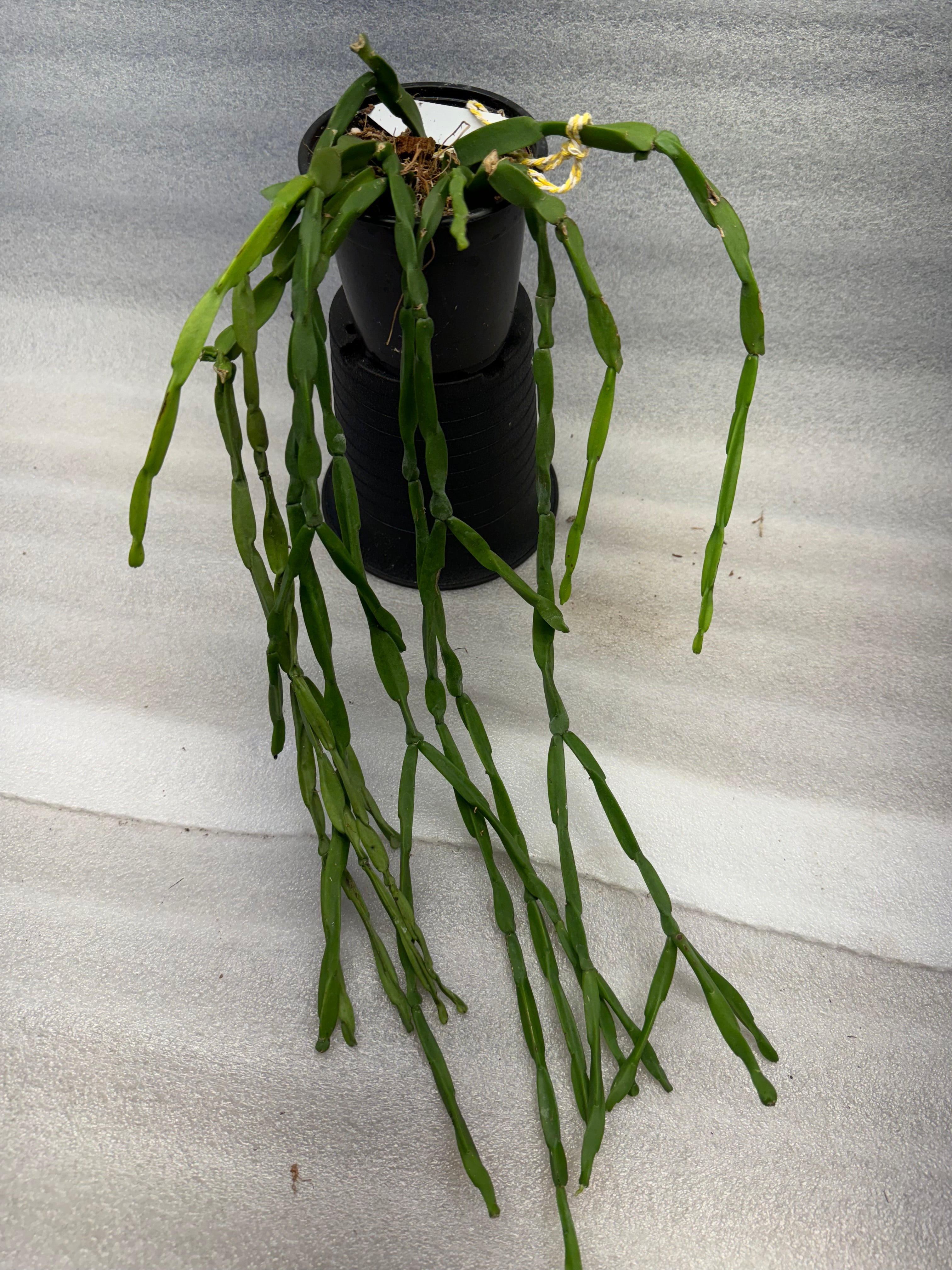 Rhipsalis Paradoxa