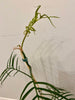 Load image into Gallery viewer, Philodendron Tortum 3 feel tall X-Large