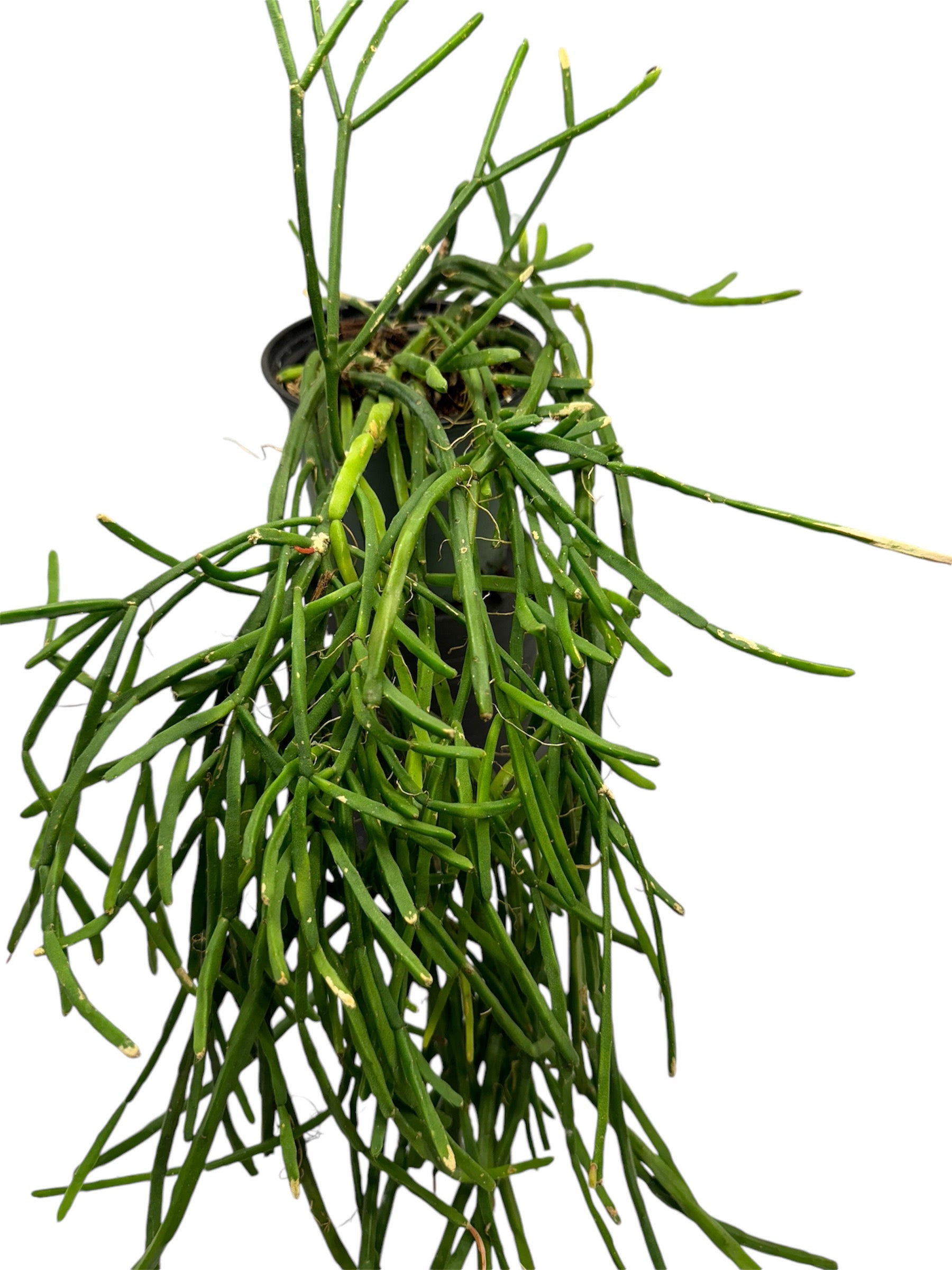 Rhipsalis Trigona