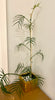 Load image into Gallery viewer, Philodendron Tortum 3 feel tall X-Large
