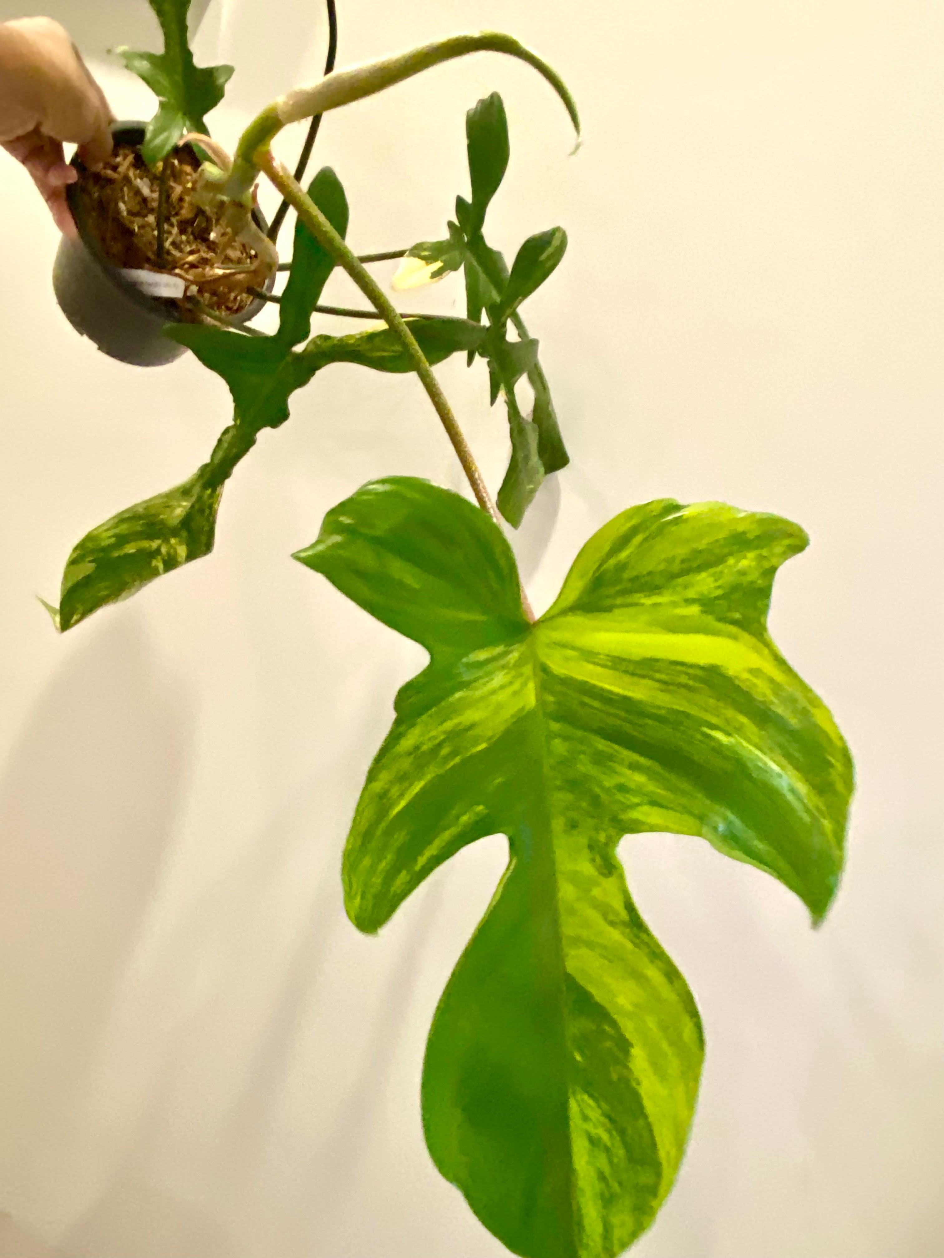 Philodendron Florida Beauty large
