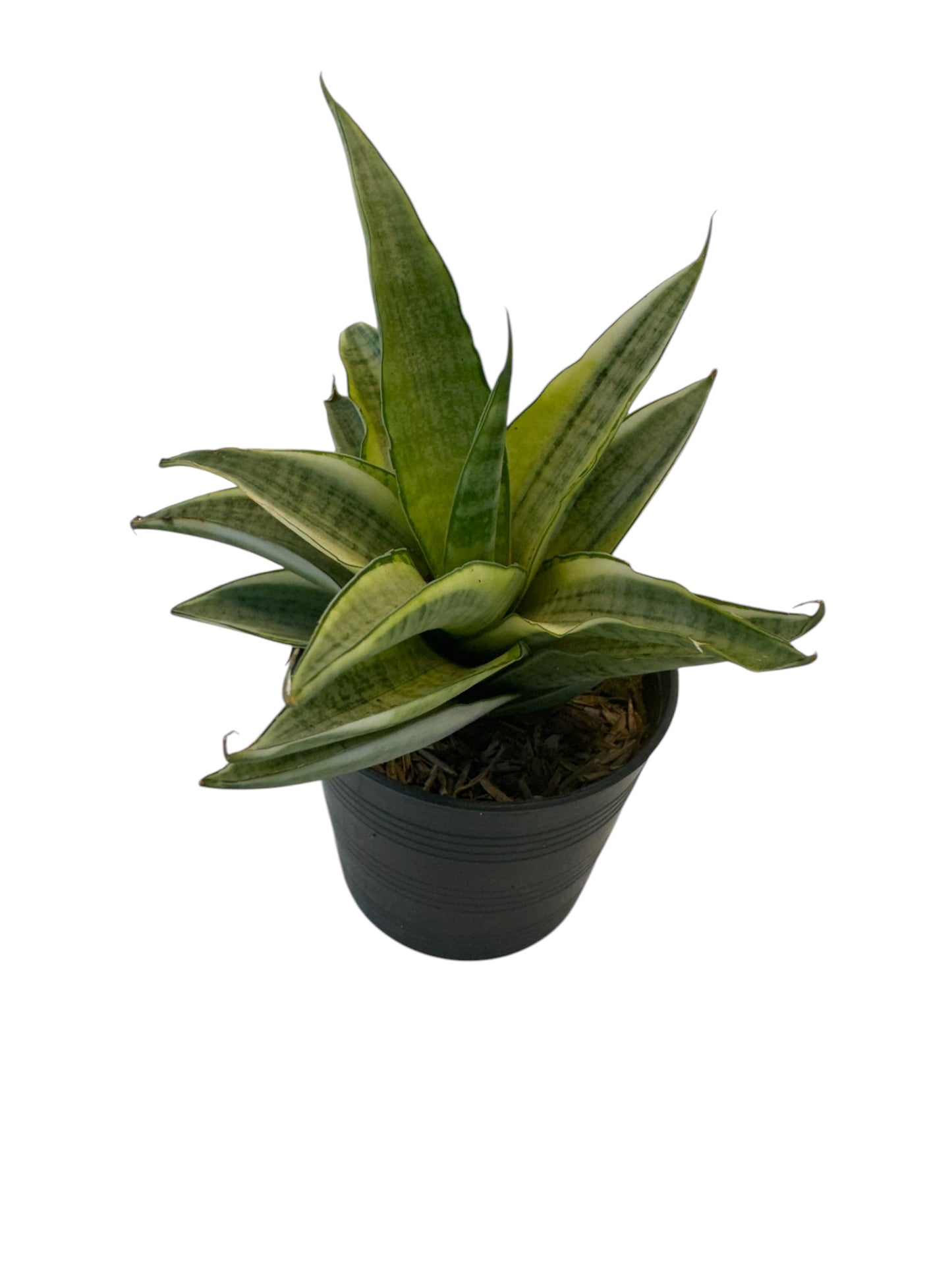 Sansevieria Gabriella White Variegated