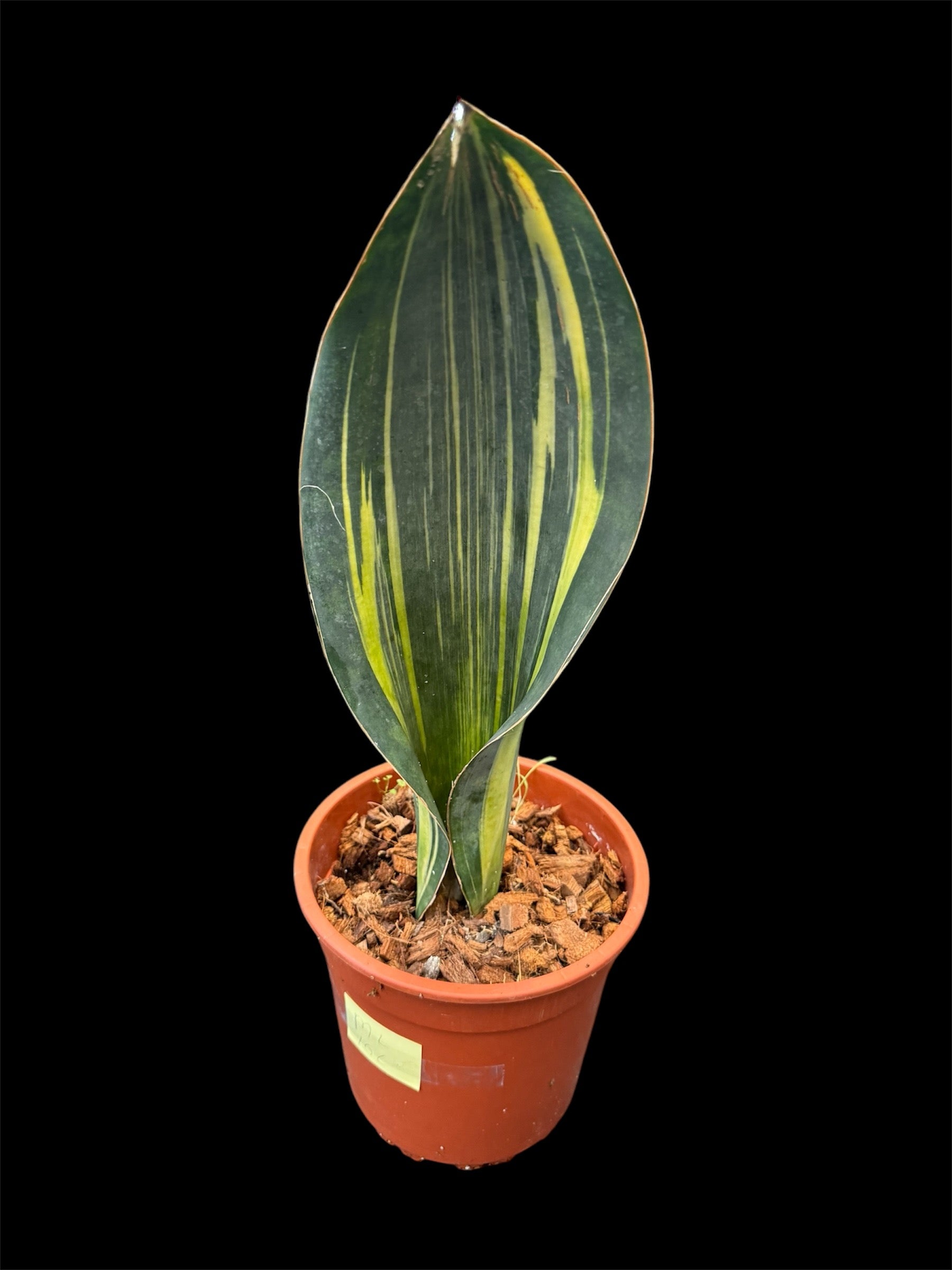 Sansevieria Malawi Variegated