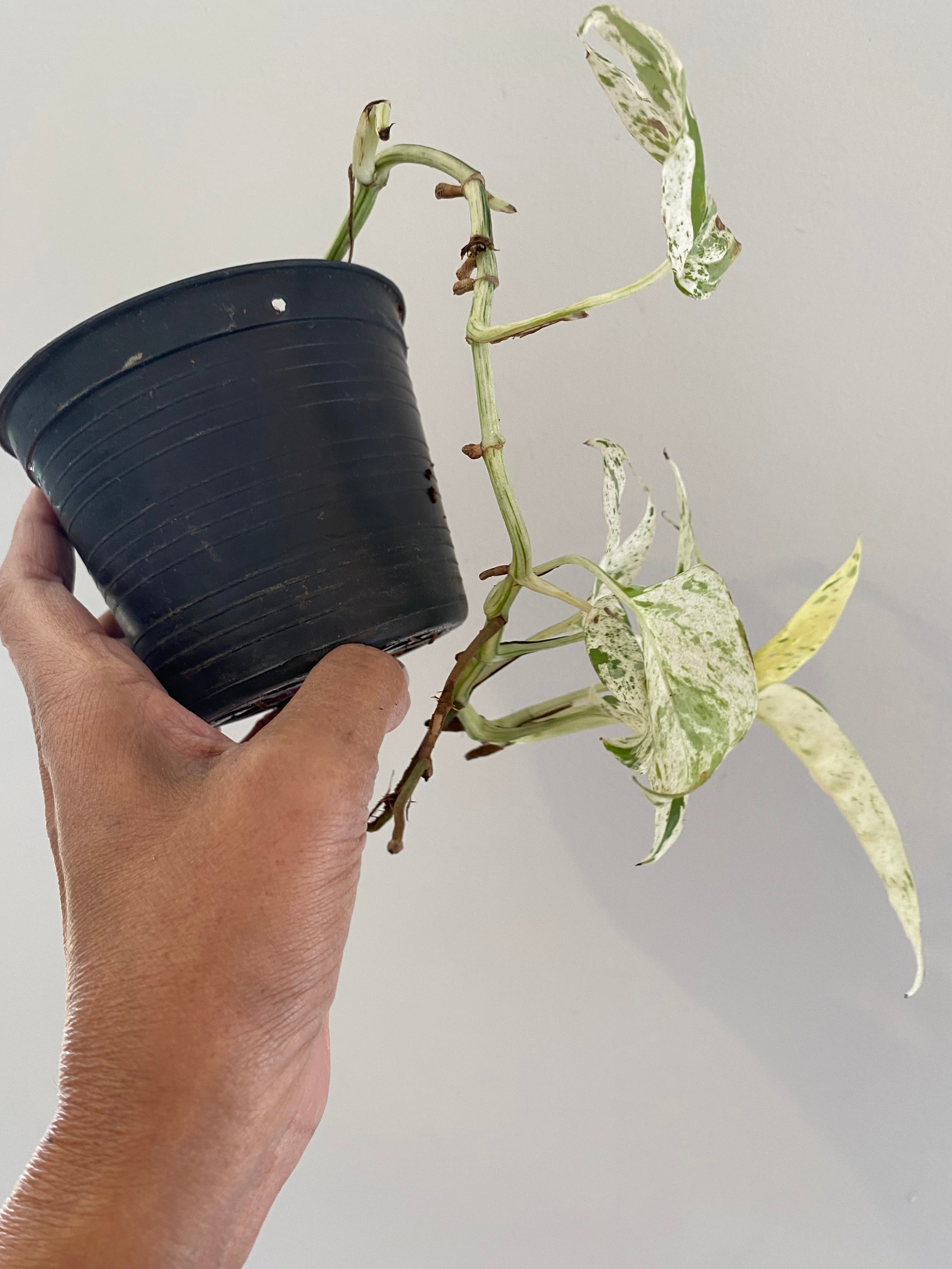 Epipremnum pinnatum marble variegata long vine