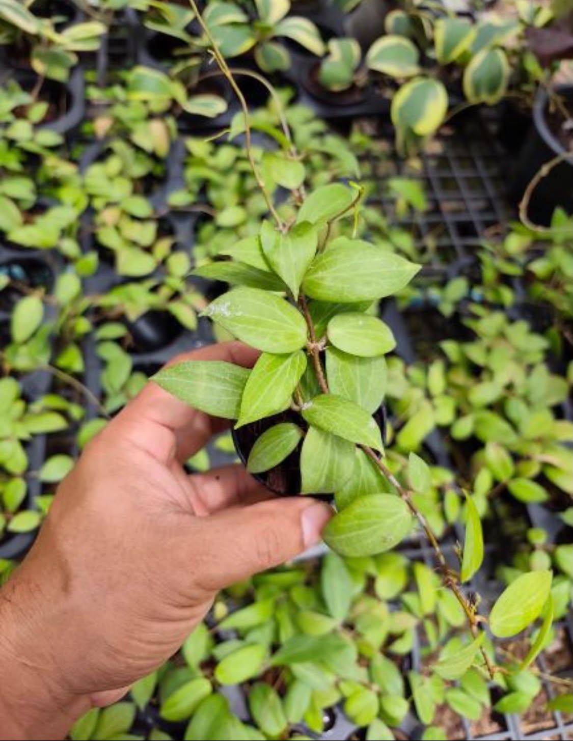 Hoya Finchii