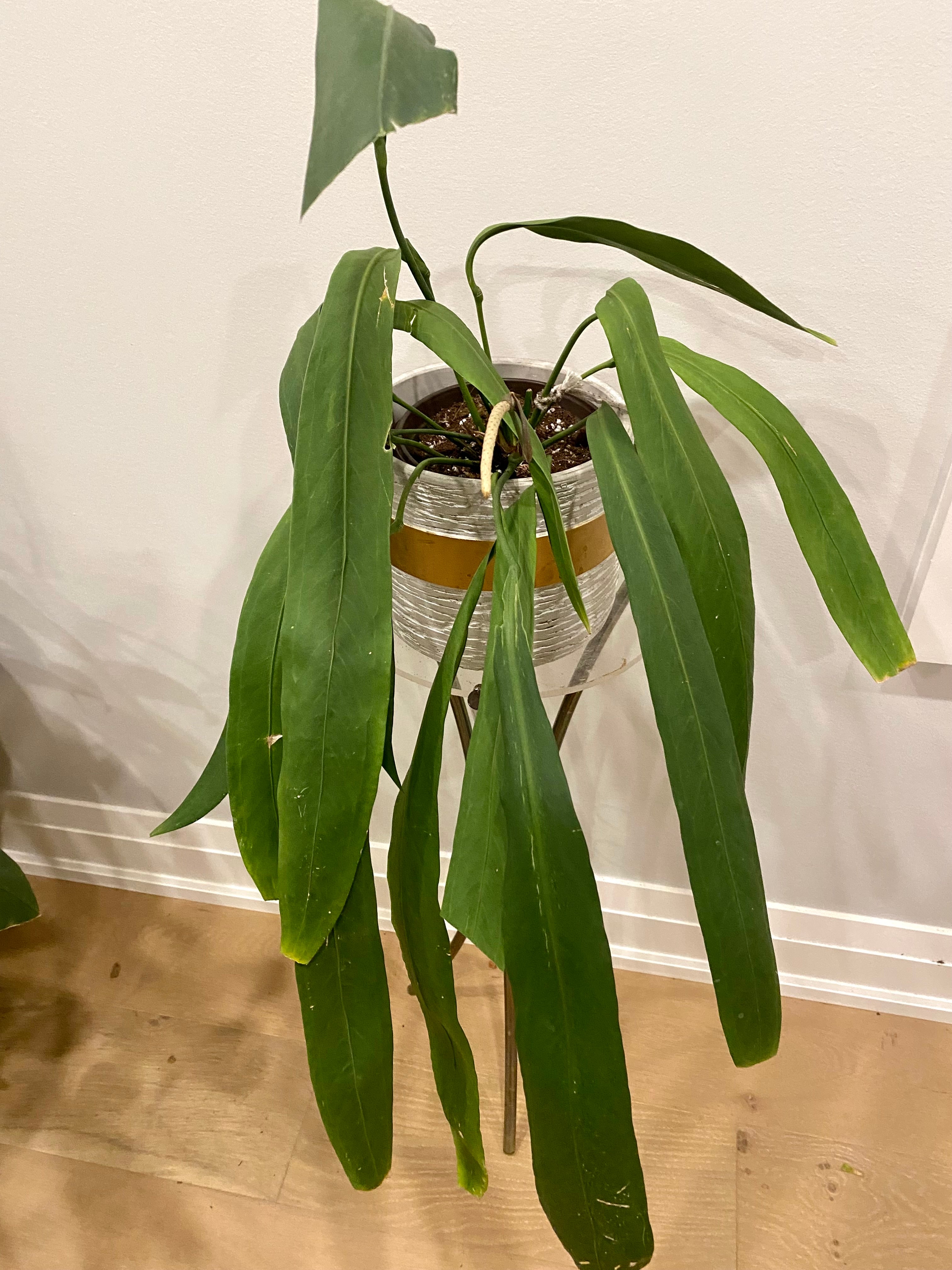 Anthurium Vittarifolium  Ecuador