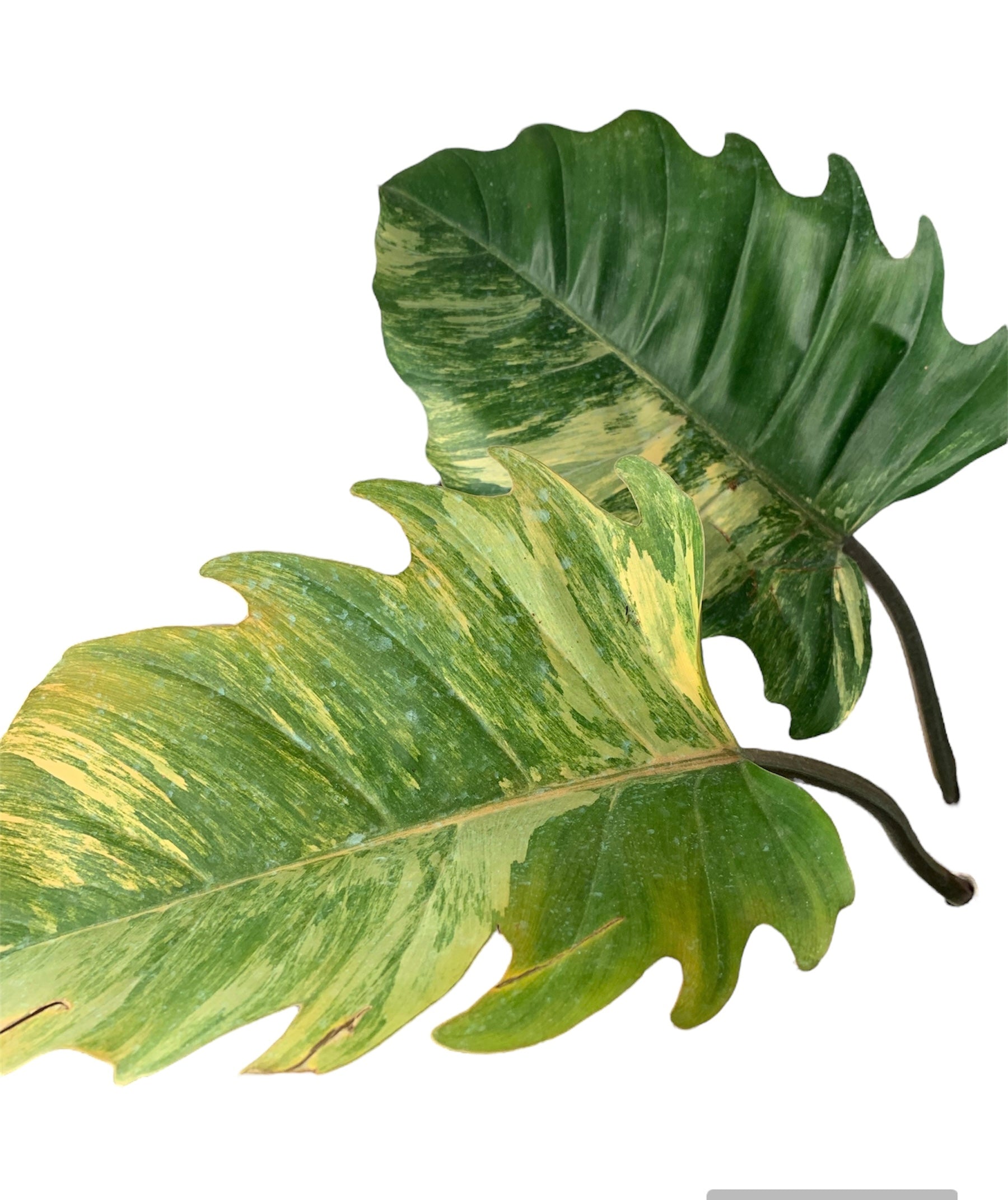 Philodendron Caramel Variegated Marble ExLarge 5 leafers