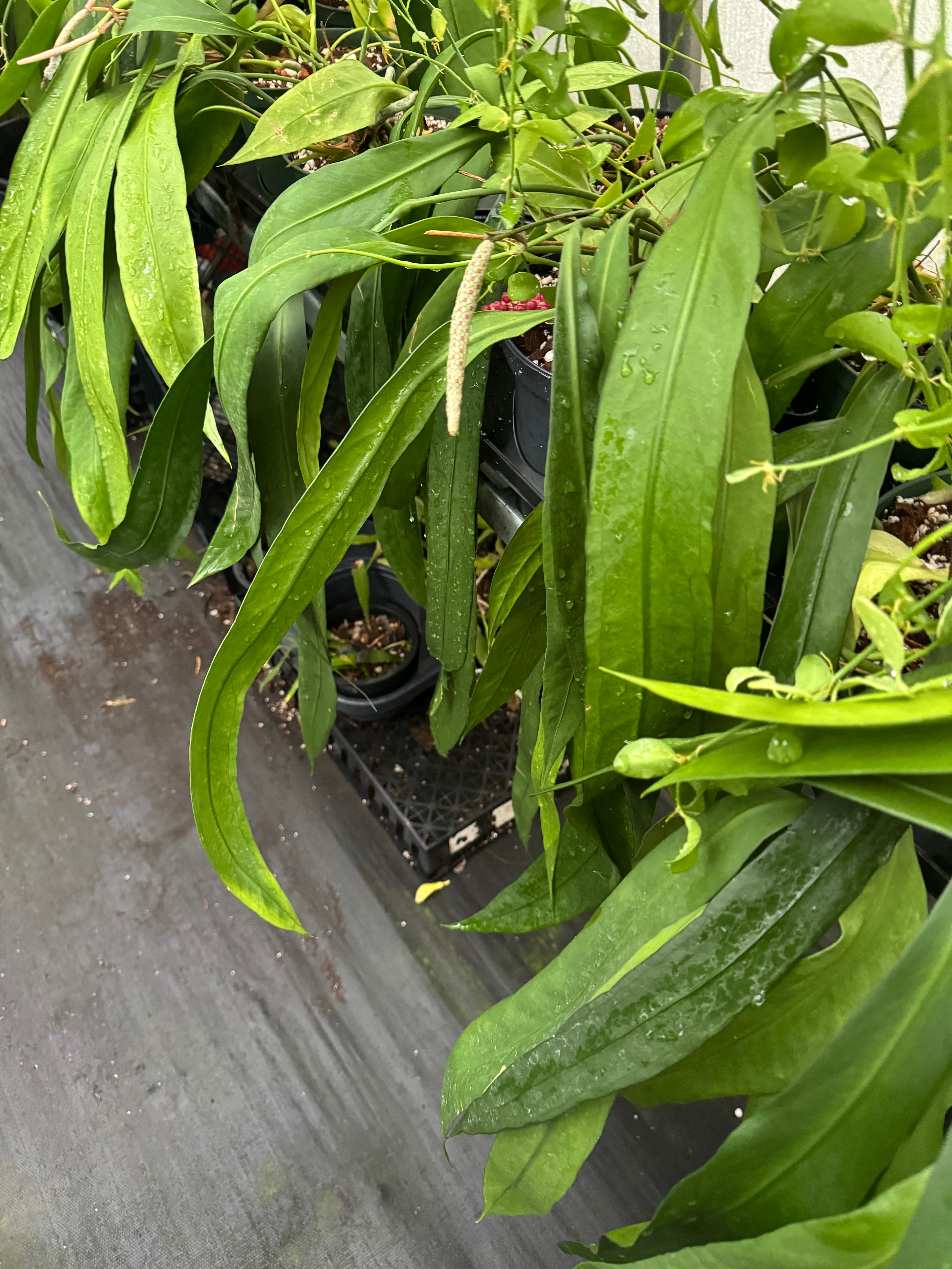 Anthurium Vittarifolium Necktie