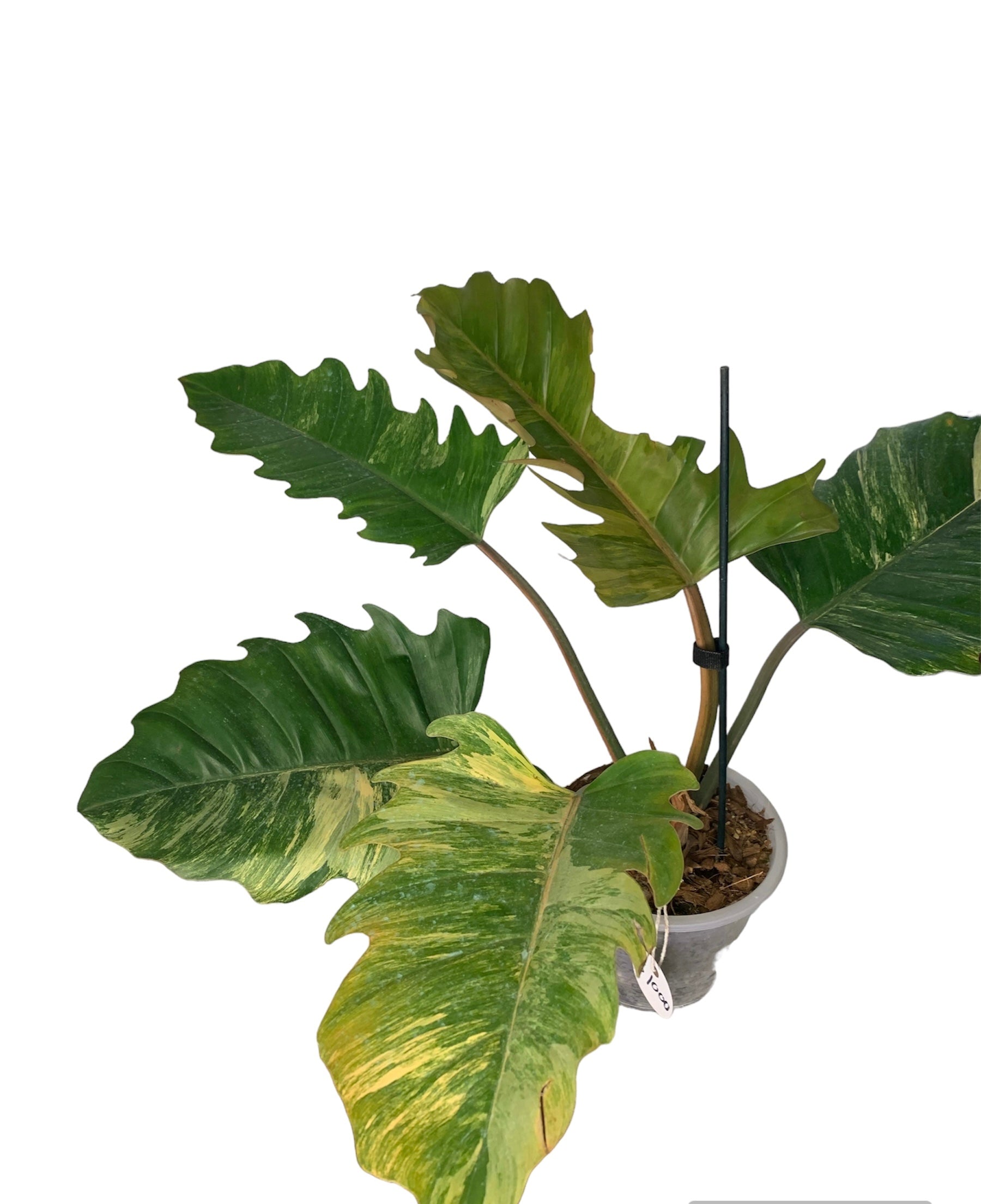 Philodendron Caramel Variegated Marble ExLarge 5 leafers