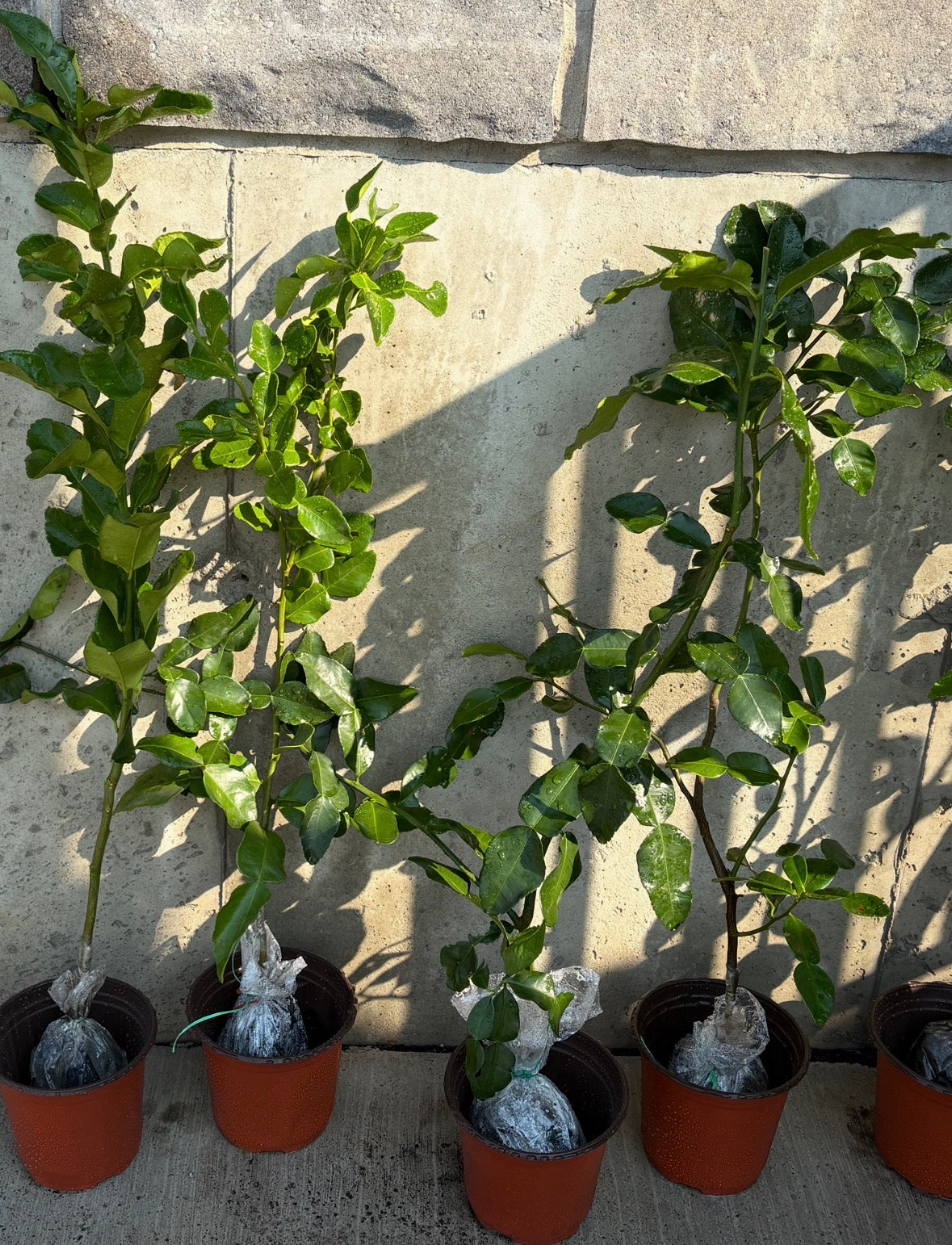 Kaffir Lime Tree (Makrut ) grafted