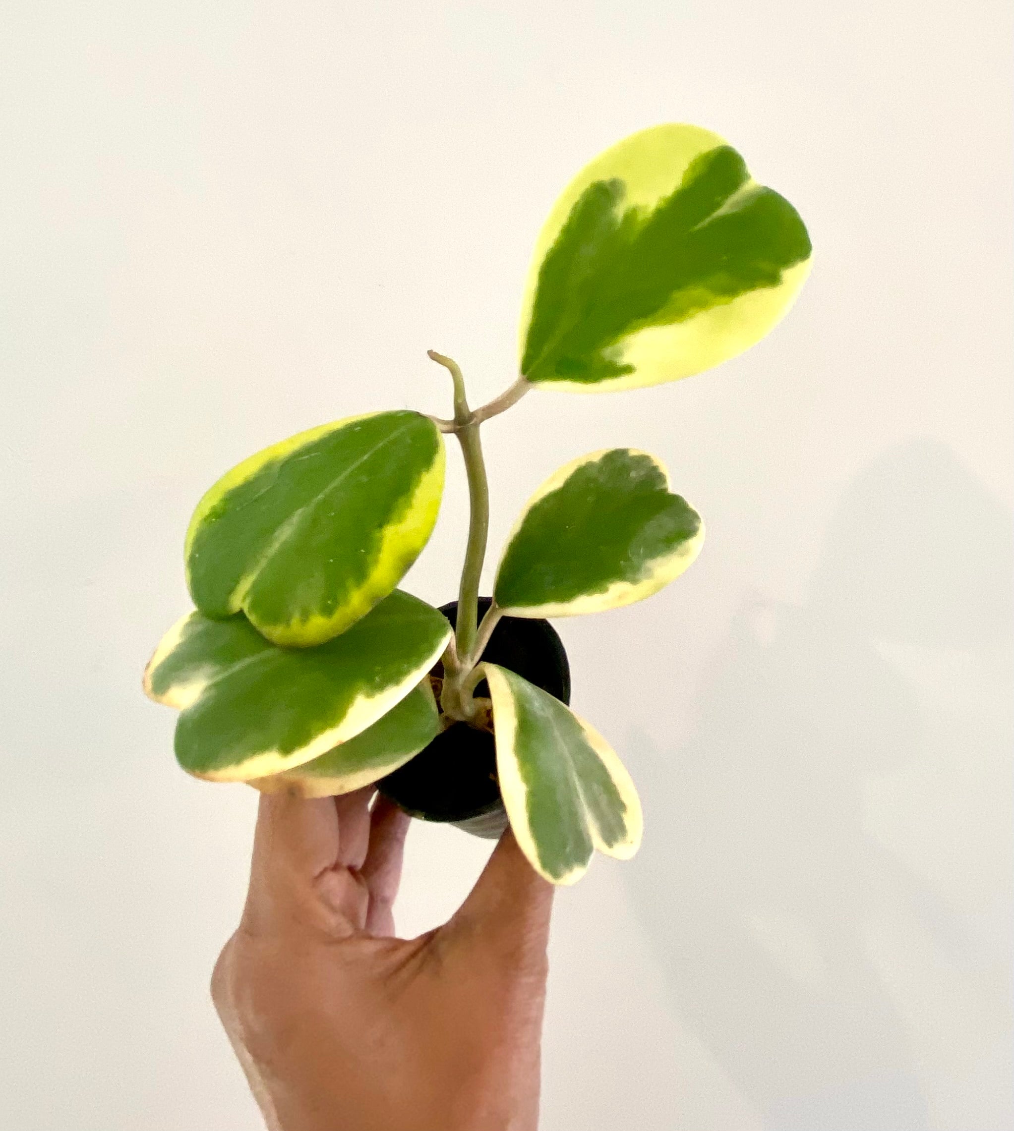 Hoya Kerrii Heart 4-5 leaves