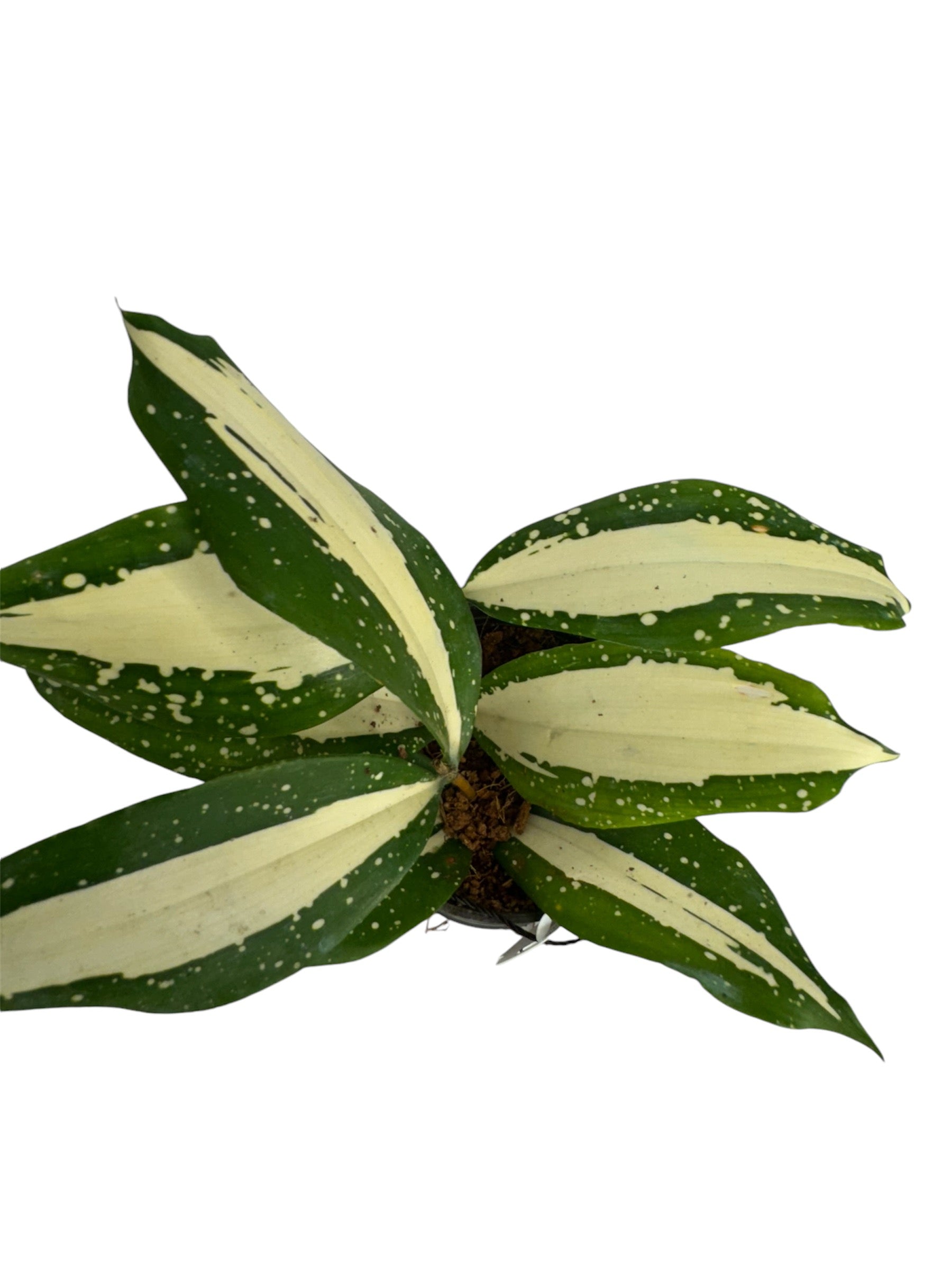 Dracaena Surculosa Milky Way