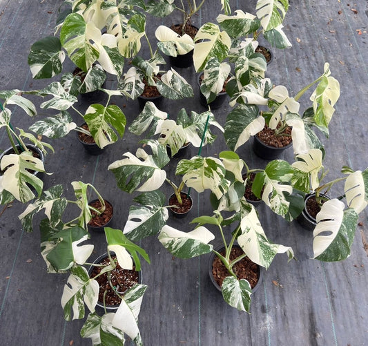 Holland Varigated Monstera Albo