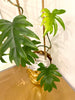 Load image into Gallery viewer, Philodendron Mayoi 4 feel tall Xlarge