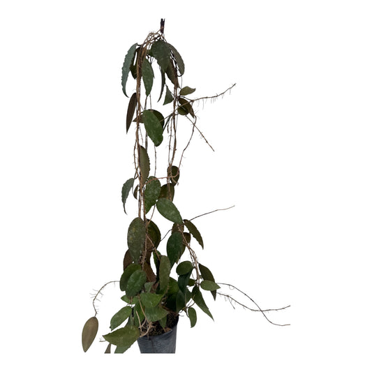 Hoya caudata 'Sumatra’