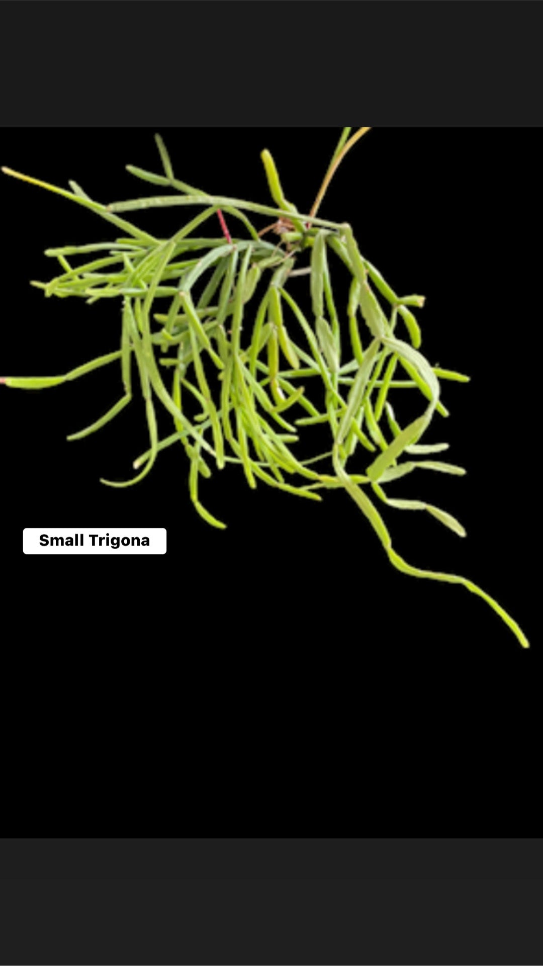 Rhipsalis Trigona