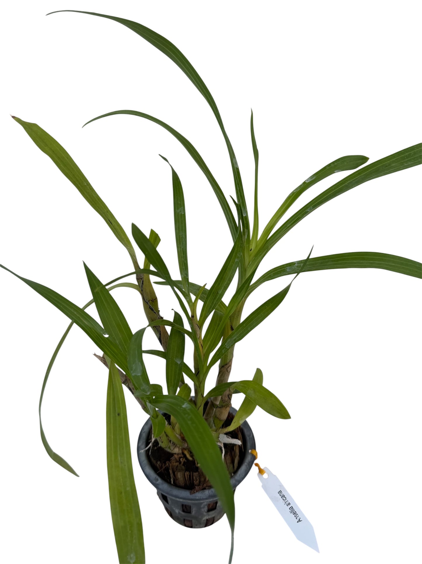 Maxillaria tenuifolia ‘Variegated” (often called the Coconut Orchid)