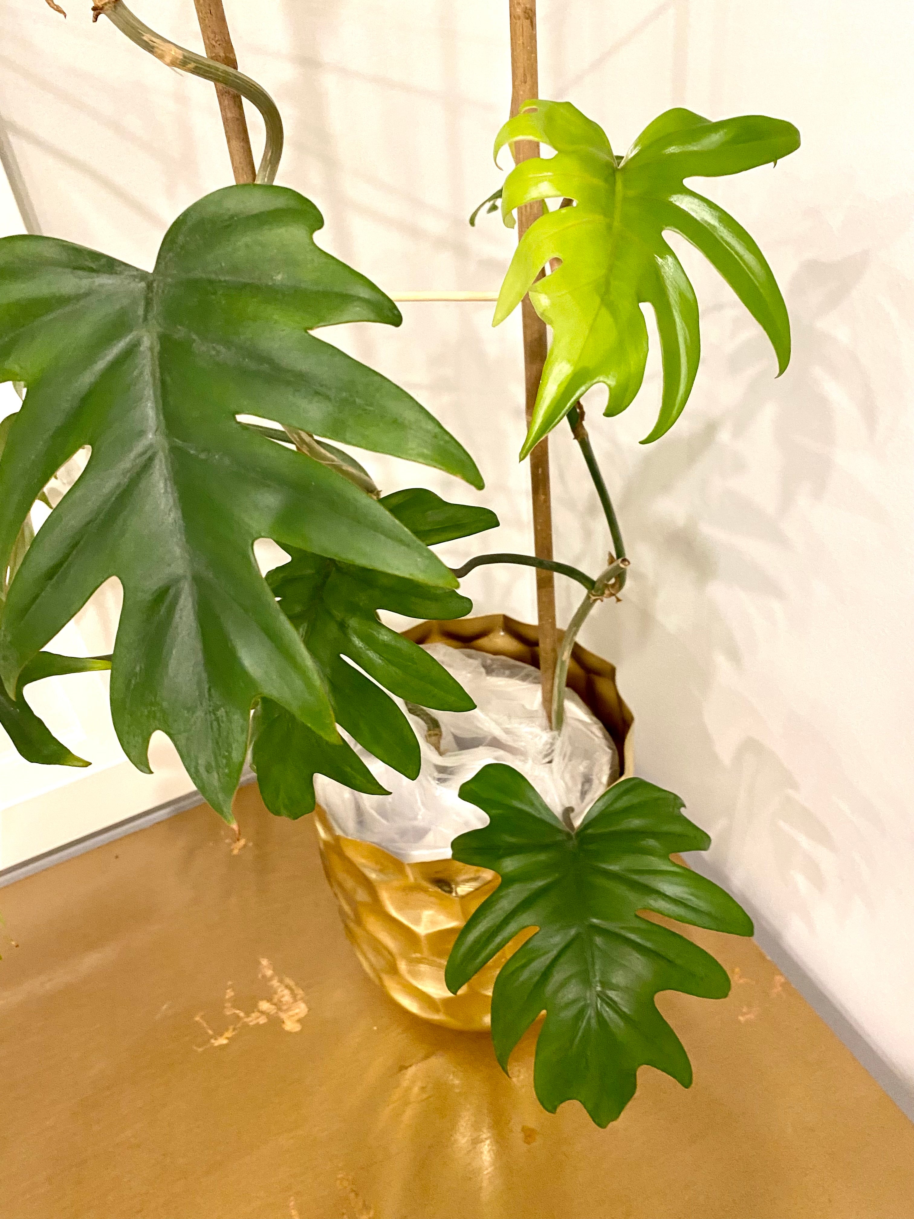 Philodendron Mayoi 4 feel tall Xlarge