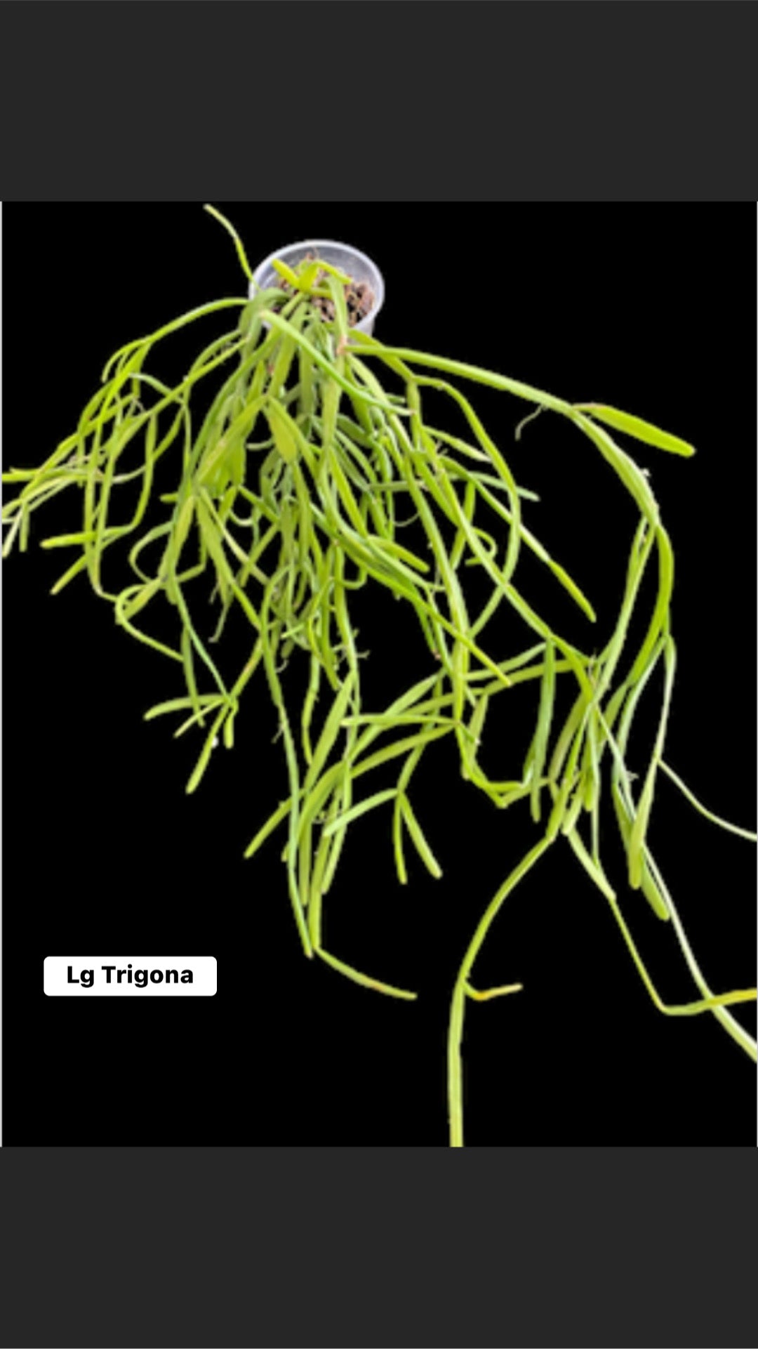 Rhipsalis Trigona