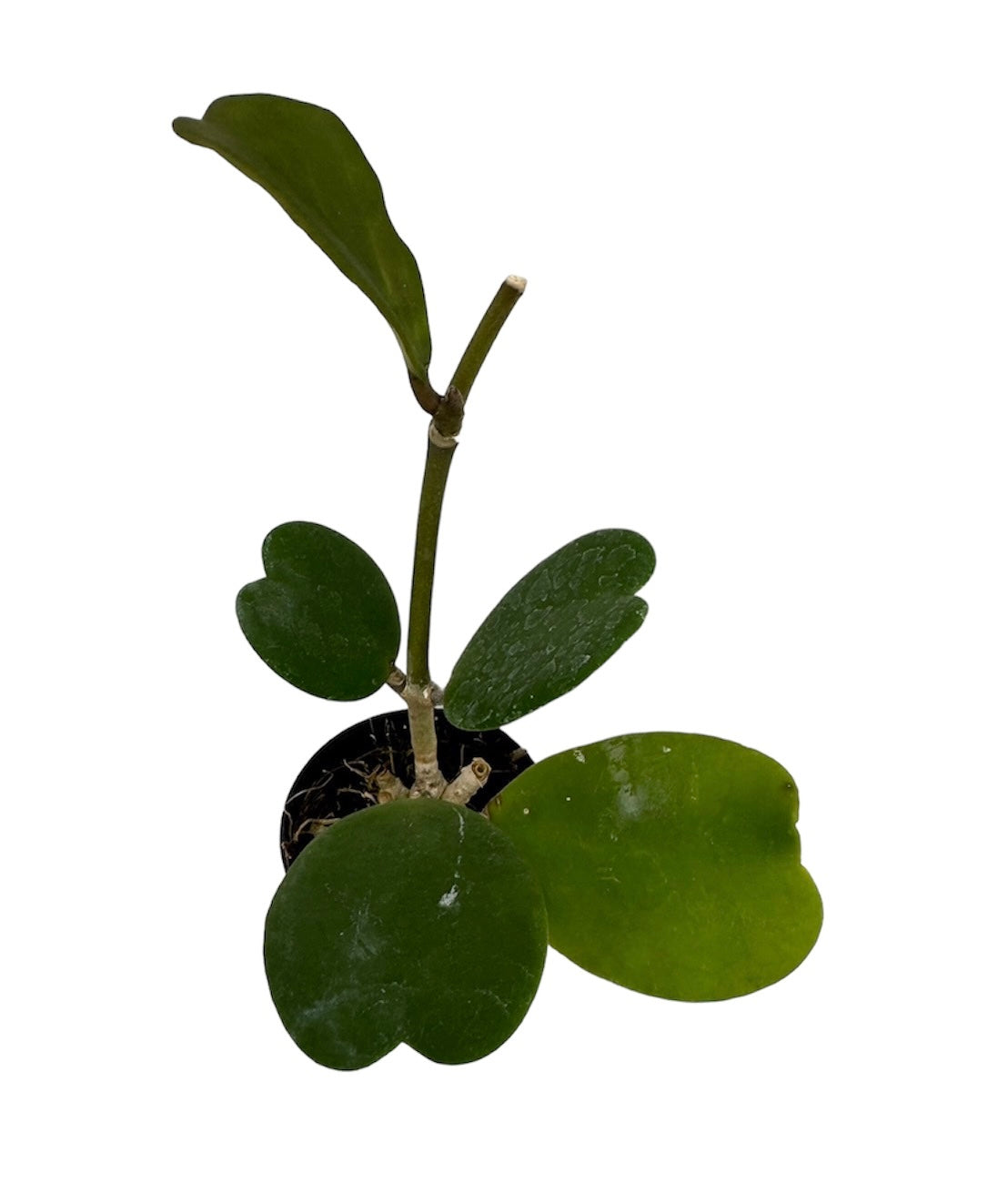 Hoya kerrii heart green mini leaves