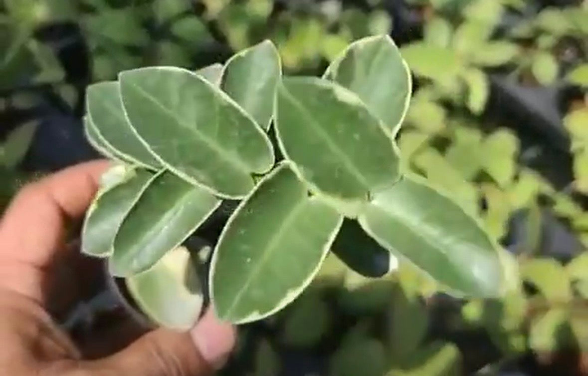 Hoya Cummingiara Albo variegated