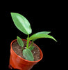 Philodendron Jerry Horne