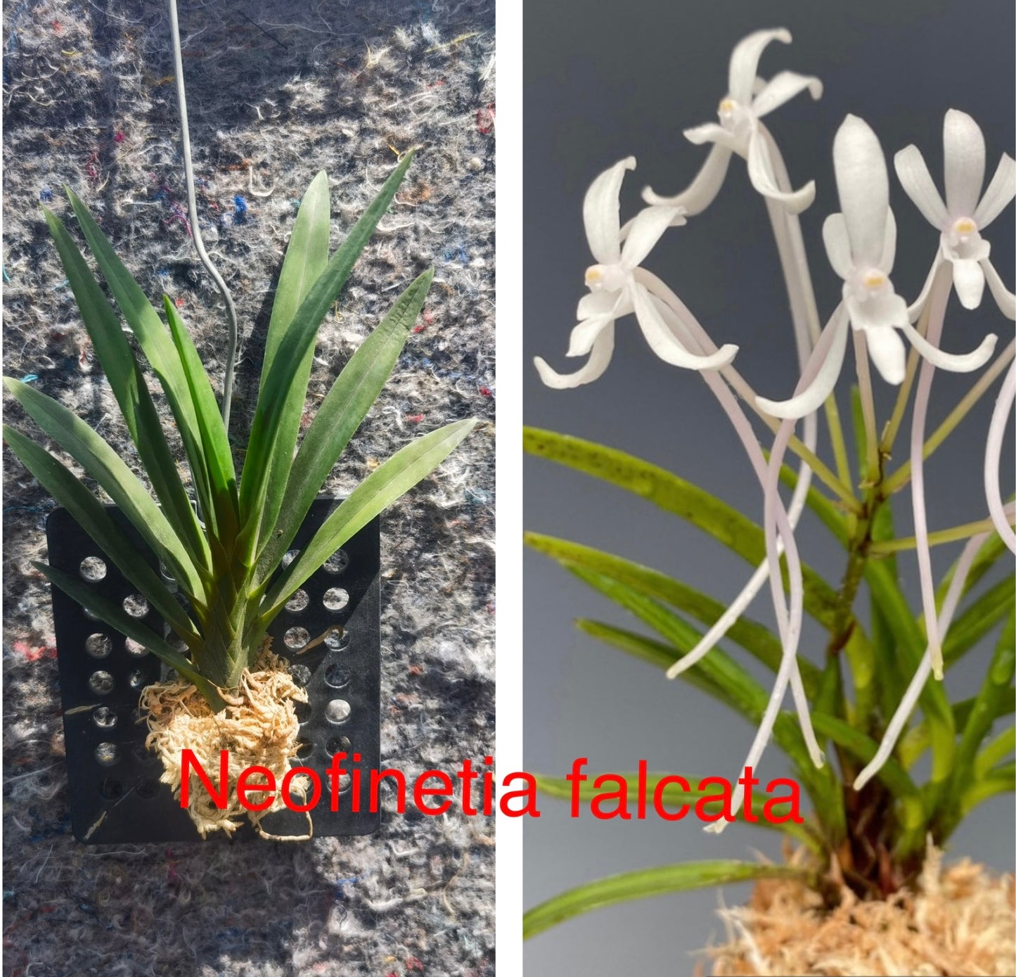Orchid Varieties