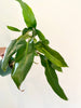 Philodendron atabapoense X-Large