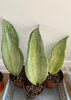 Load image into Gallery viewer, Sansevieria Buddha Variegated - Snake Plant