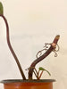 Philodendron Strawberry Shake