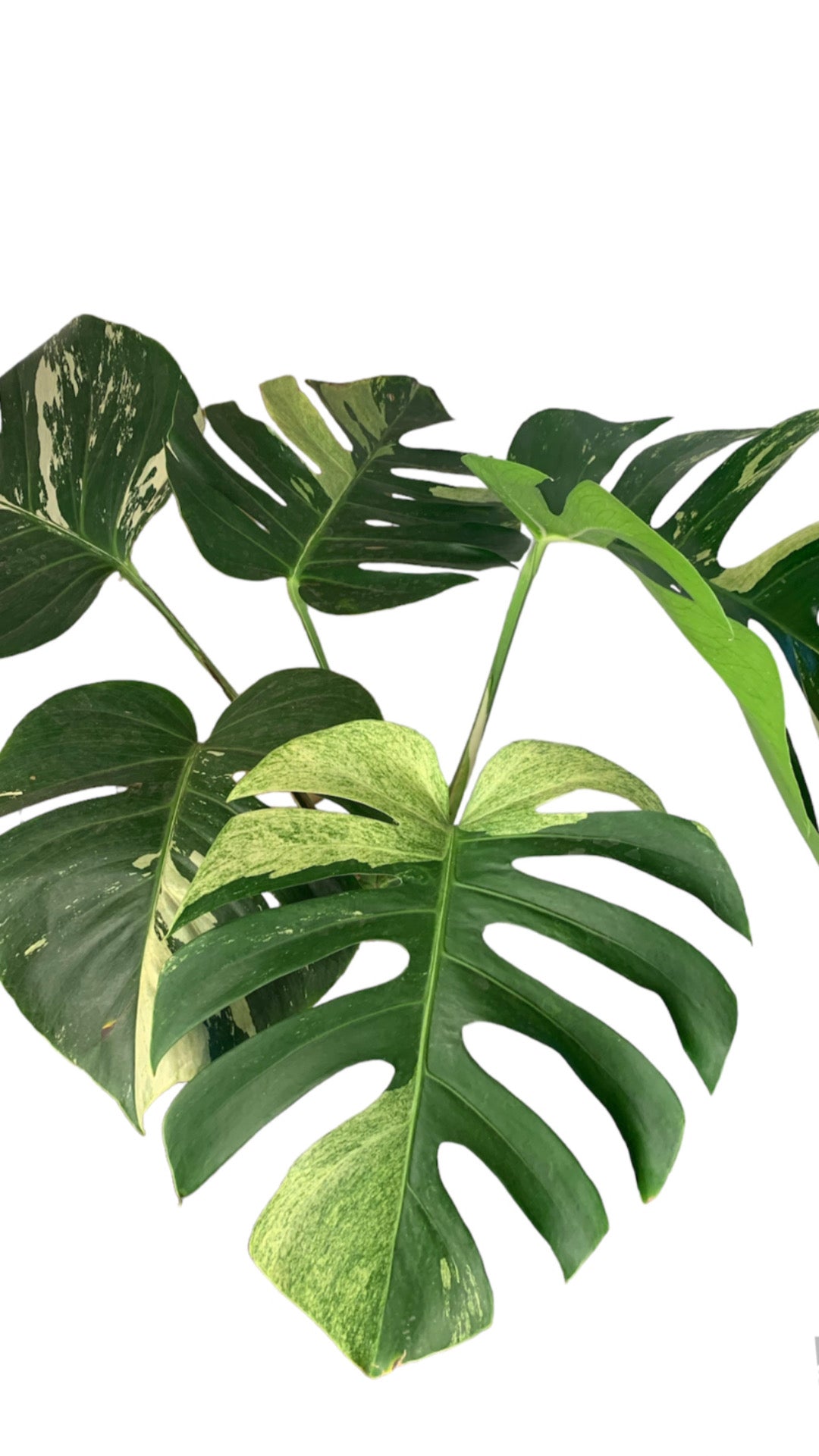 Monstera Deliciosa Mint Variegated Large 5 leafers