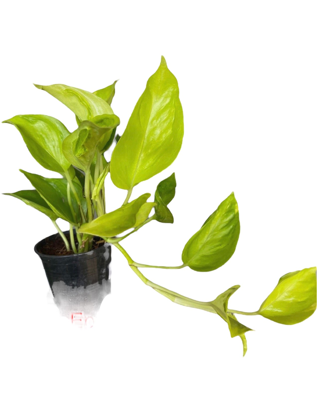 Epipremnum 'Champs Élysées pothos