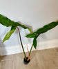 Load image into Gallery viewer, Philodendron Atabapoense X-Large Leaf