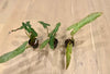 Philodendron Mexicanum