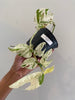 Epipremnum pinnatum marble variegata long vine