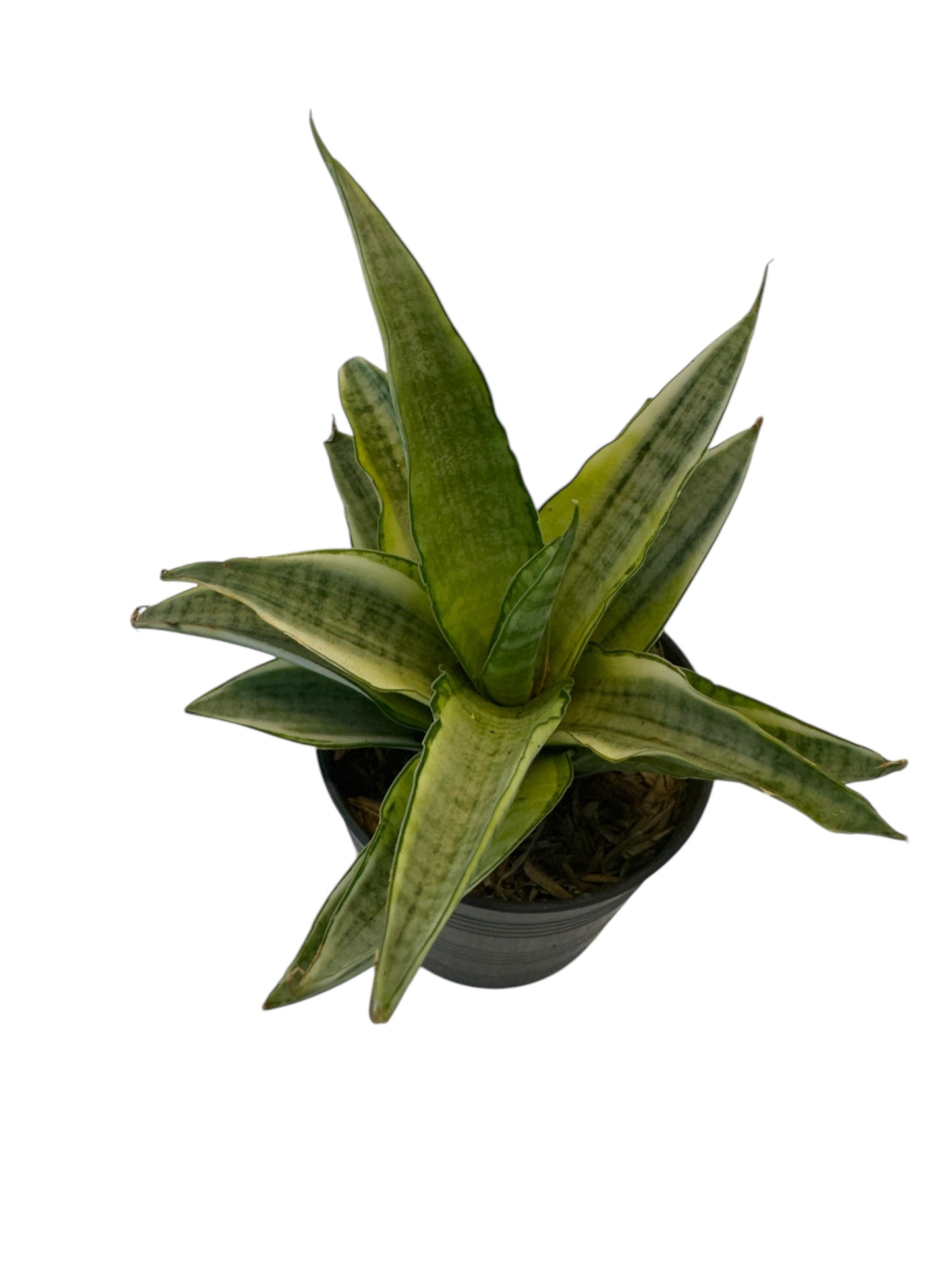 Sansevieria Gabriella White Variegated