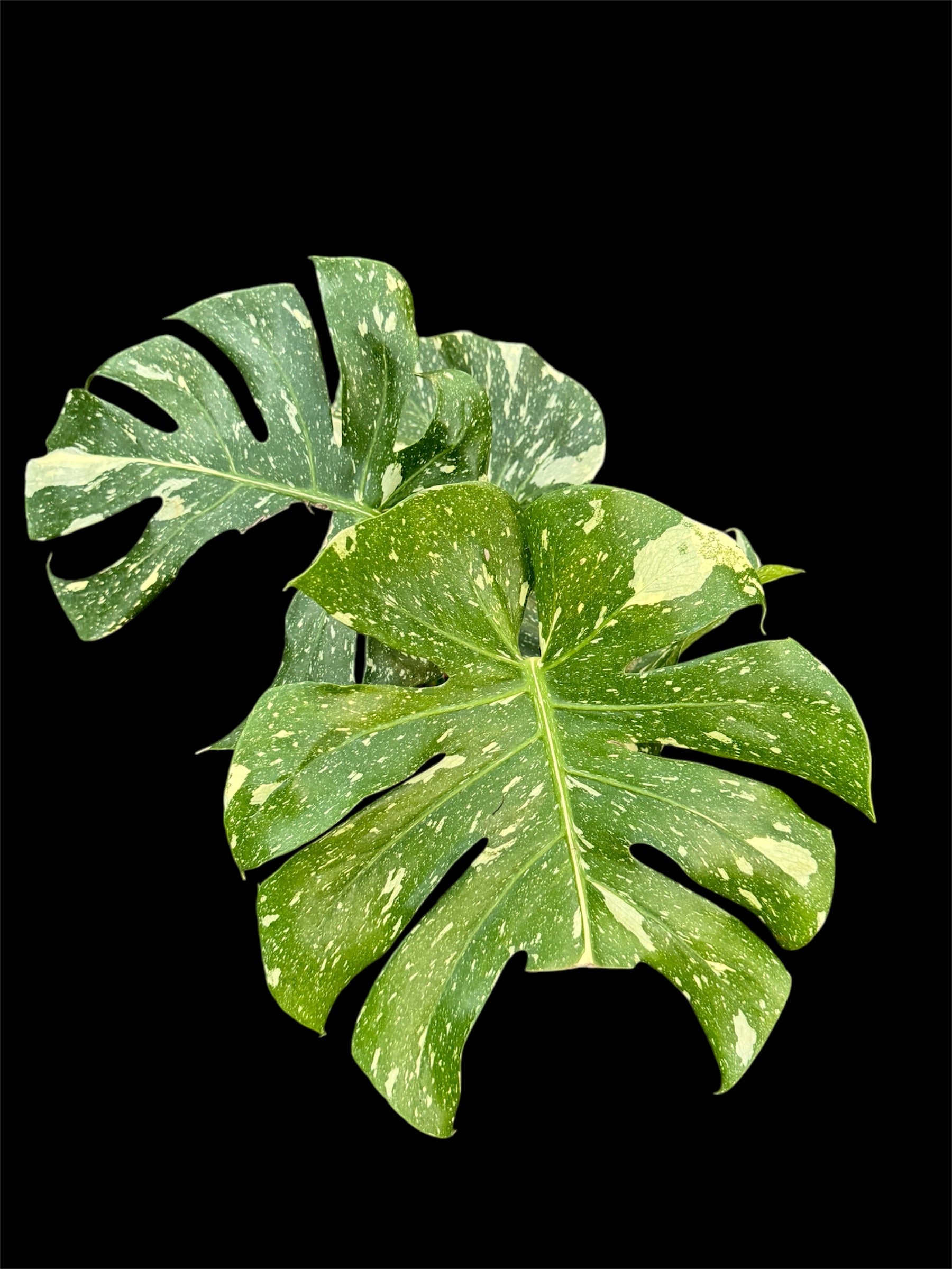 Monstera Thai Constellation Large