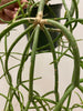 Rhipsalis Floccosa