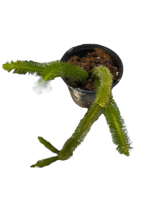 Huperzia squarrosa