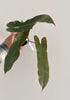 Philodendron Mexicanum