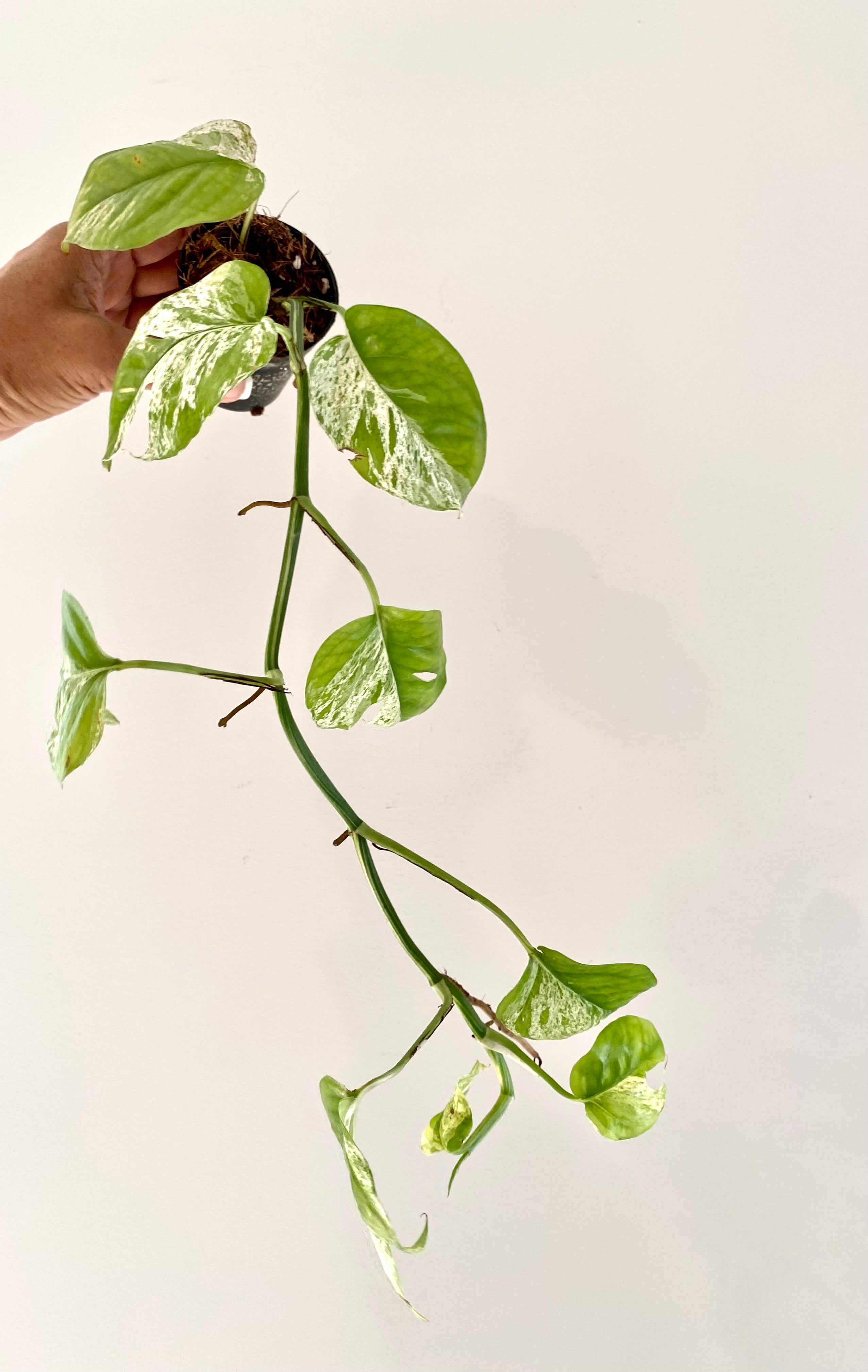 Epipremnum Pinnatum Marble( long Vine)