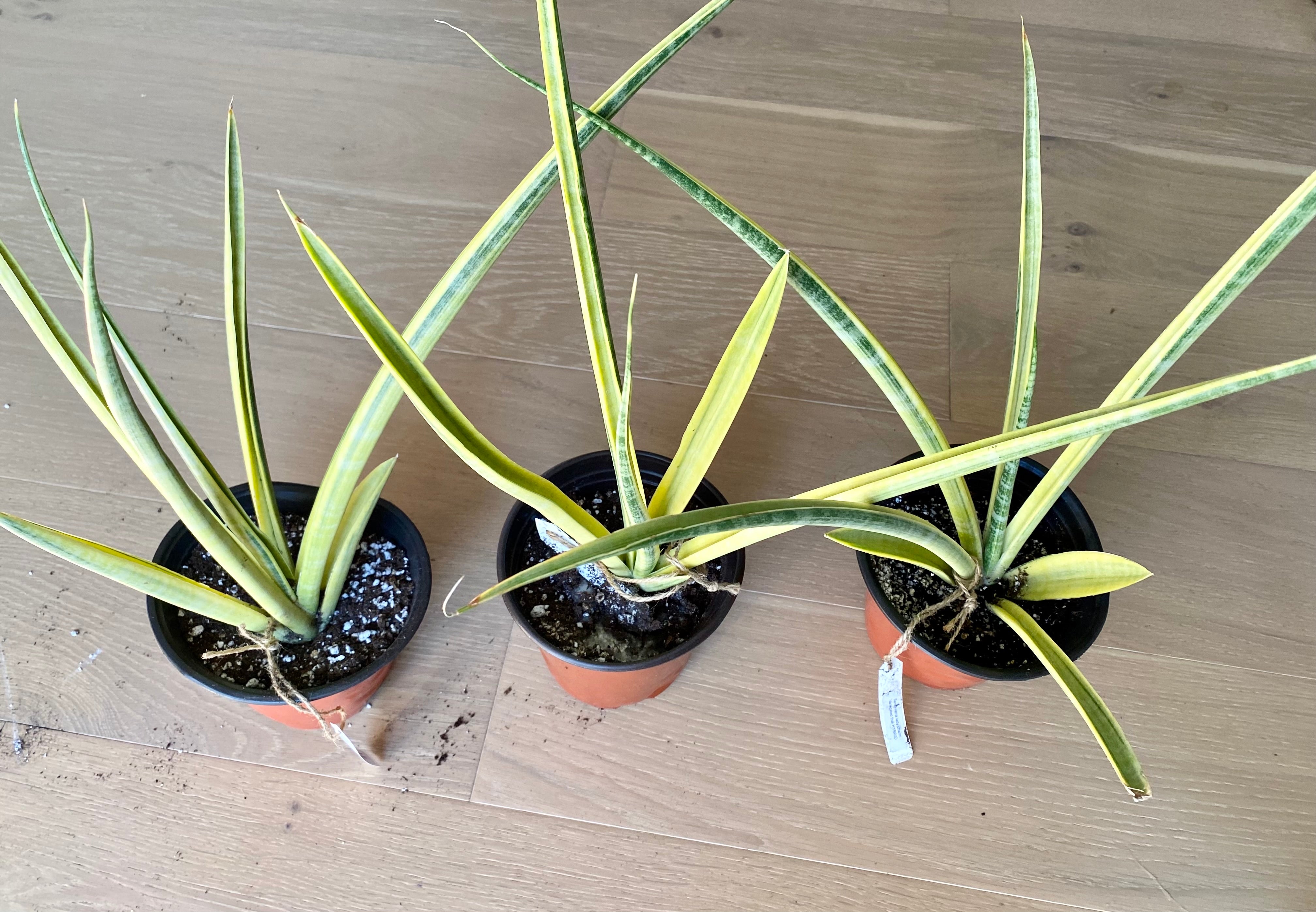 Sansevieria Madam Charm Thai  hybrid variegated