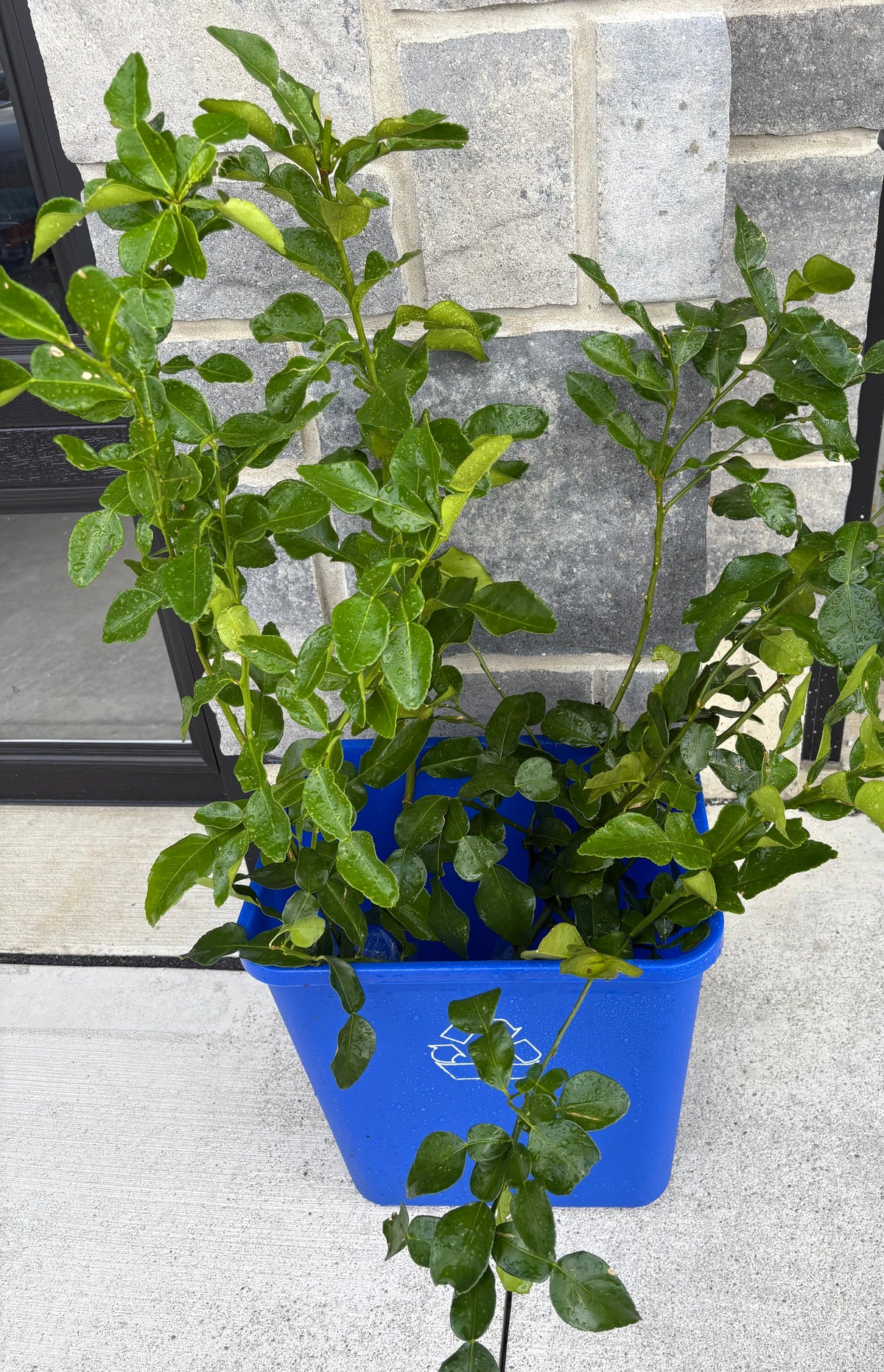 Kaffir Lime Tree (Makrut ) grafted