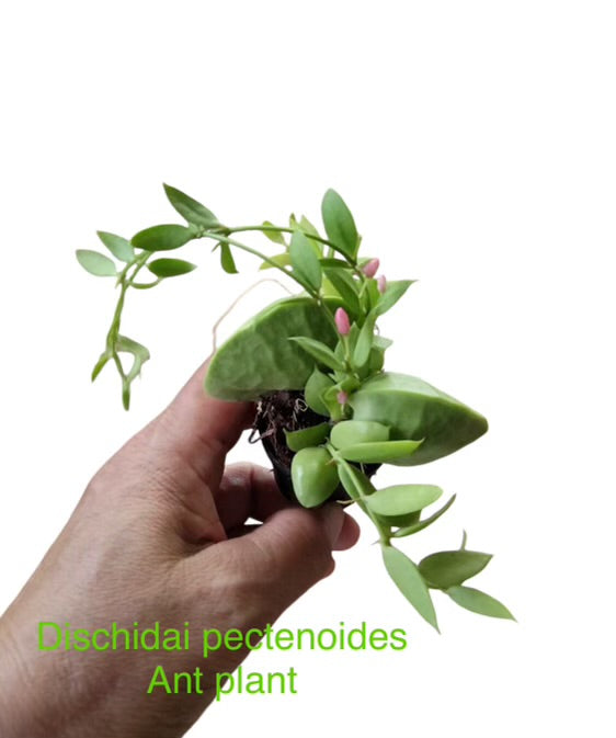 Rhipsalis 1