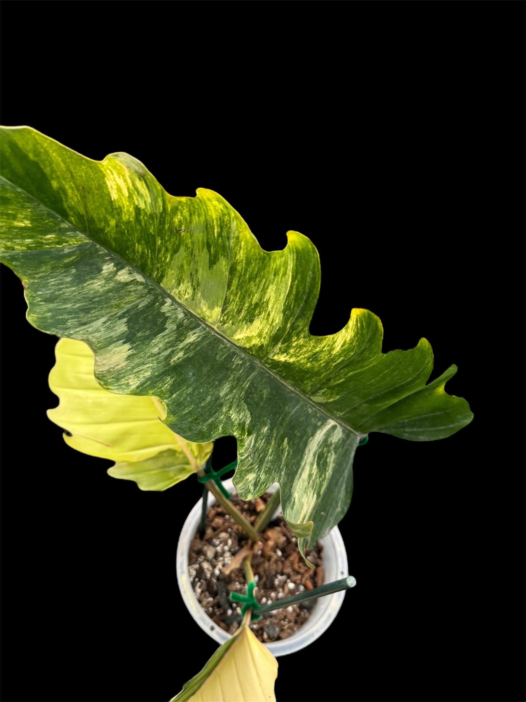 Philodendron Caramel Marble Variegated